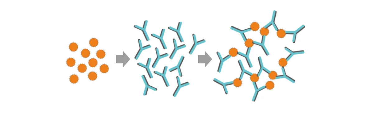 Antigeni e anticorpi