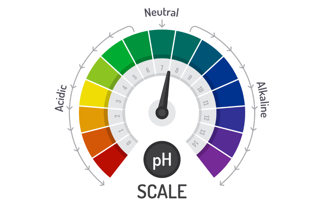 Equilibrio Acido-Base: La Biochimica dei Sistemi Tampone ⚖️🔬